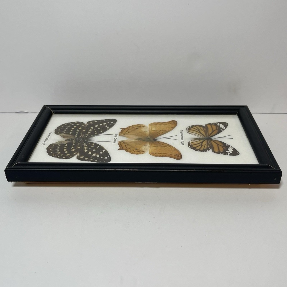 REAL LIFE: Framed Butterflies Specimens Common Tiger Cruiser Archduke 8" Vintage - Picture 7 of 12
